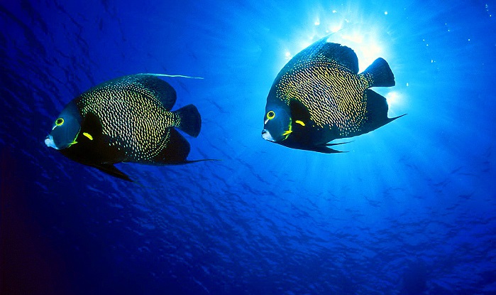 Meet the beautiful marine angelfishes of Indonesia !
