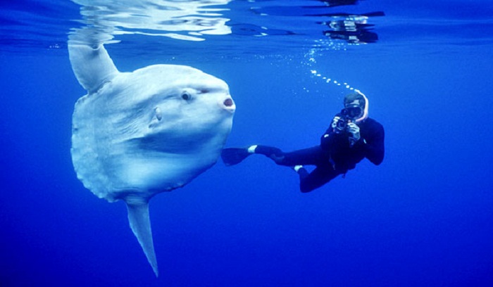 Nyaman Group Indoensia - Diving Cruise Indonesia - amazing diving with Mola-Mola