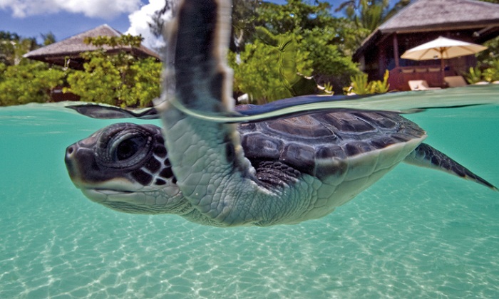 Nyaman Group Indonesia - Diving Cruise Indonesia - stunning Wakatobi sea turtle