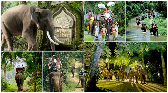 Nyaman Group Indonesia-Exclusive member privilege-Bali Elephant tour