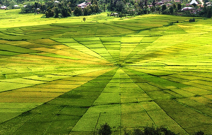 Amazing spider rice fields in Ruteng, Flores