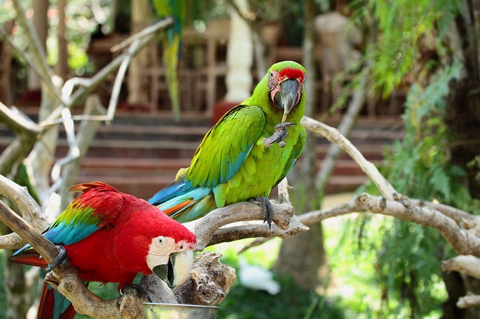 Nyaman Group indonesia-Privilege club-Bali Bird Park