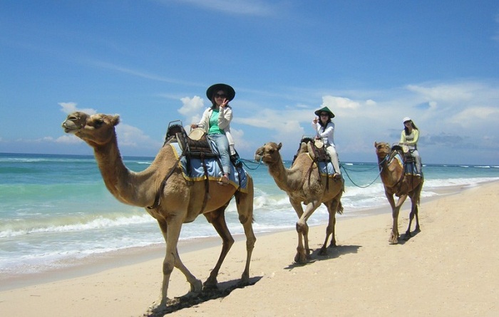 Nyaman Group indonesia-Privilege club-Camel Tour in Bali