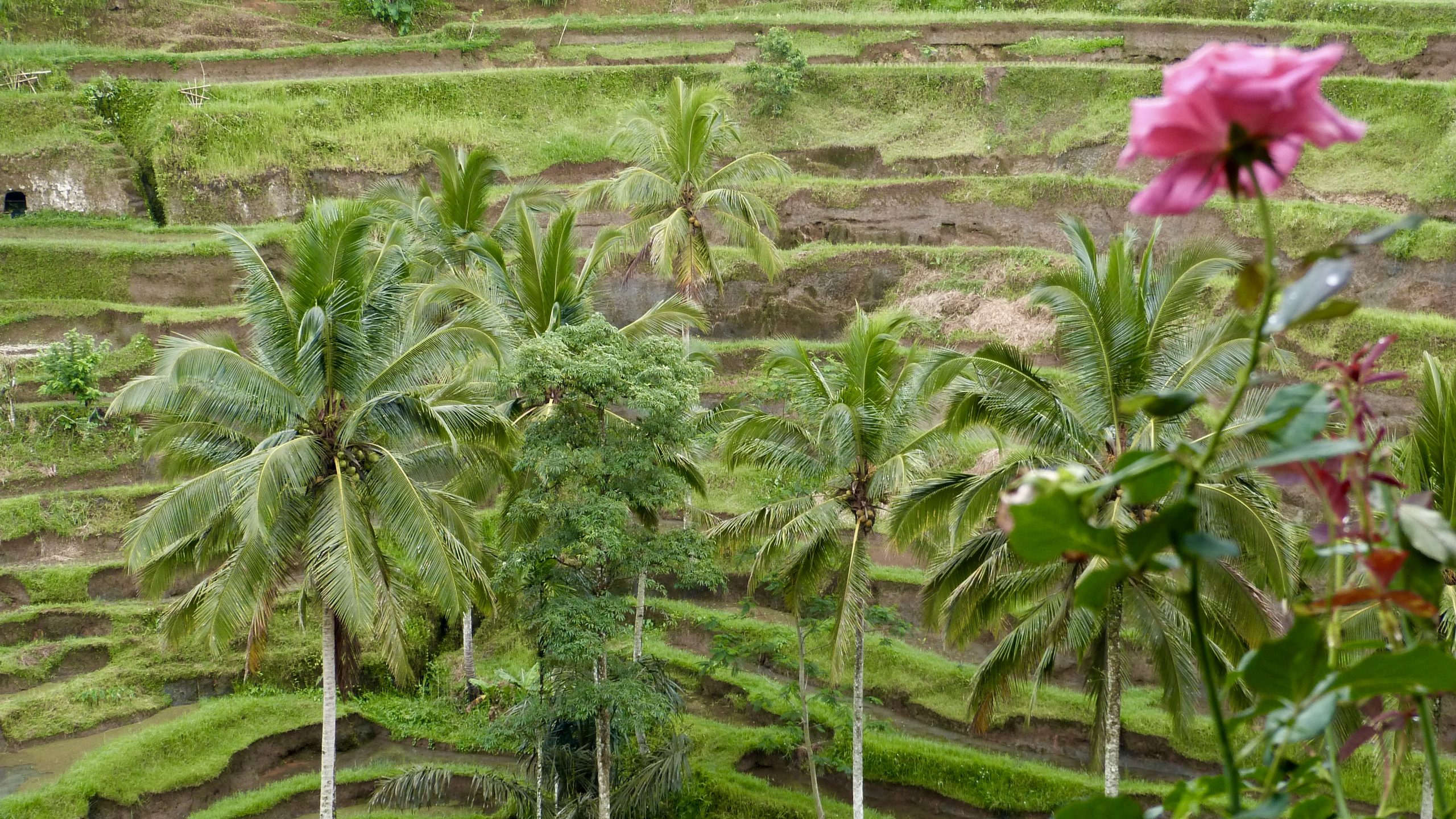 tour in ubud